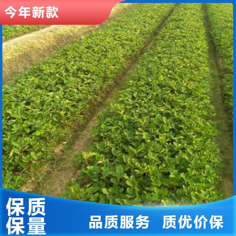 【草莓苗油蟠桃树苗优选厂家】