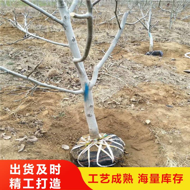 【核桃苗】天仙醉草莓苗实体厂家支持定制