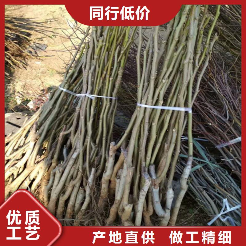 核桃苗苹果苗用心服务