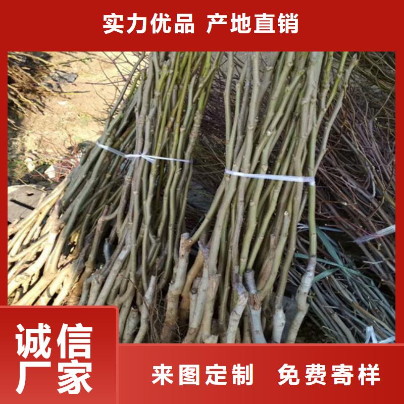 核桃苗梨树苗基地多年行业经验