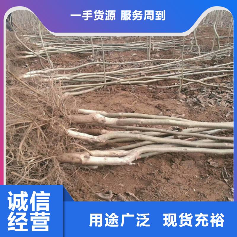 【核桃苗】天仙醉草莓苗实体厂家支持定制