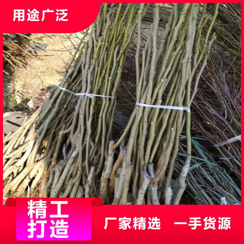 核桃苗草莓多年经验值得信赖