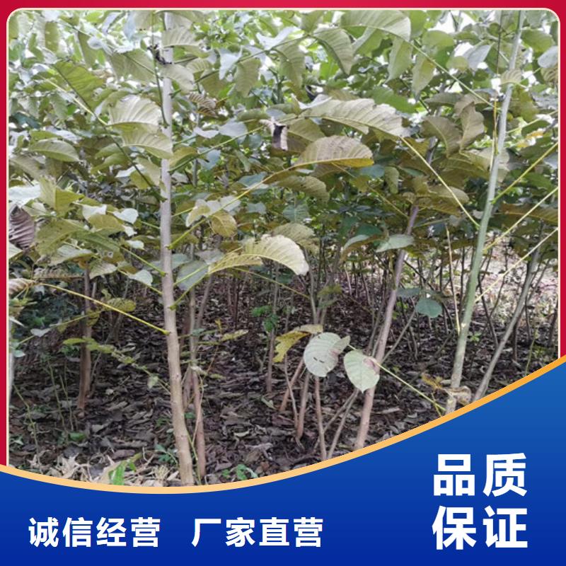 【核桃苗】天仙醉草莓苗实体厂家支持定制