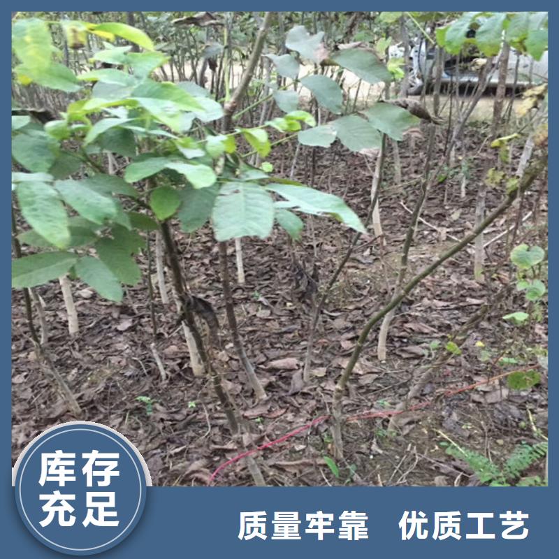 核桃苗梨树苗基地高性价比