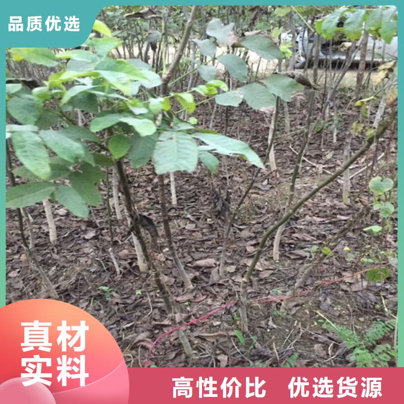 核桃苗,桃树苗基地欢迎来电咨询