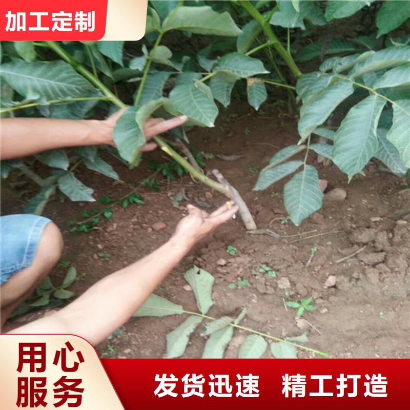 核桃苗大棚草莓苗工程施工案例