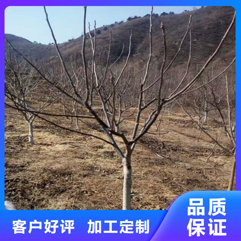 核桃苗-【桃树苗基地】厂家直发