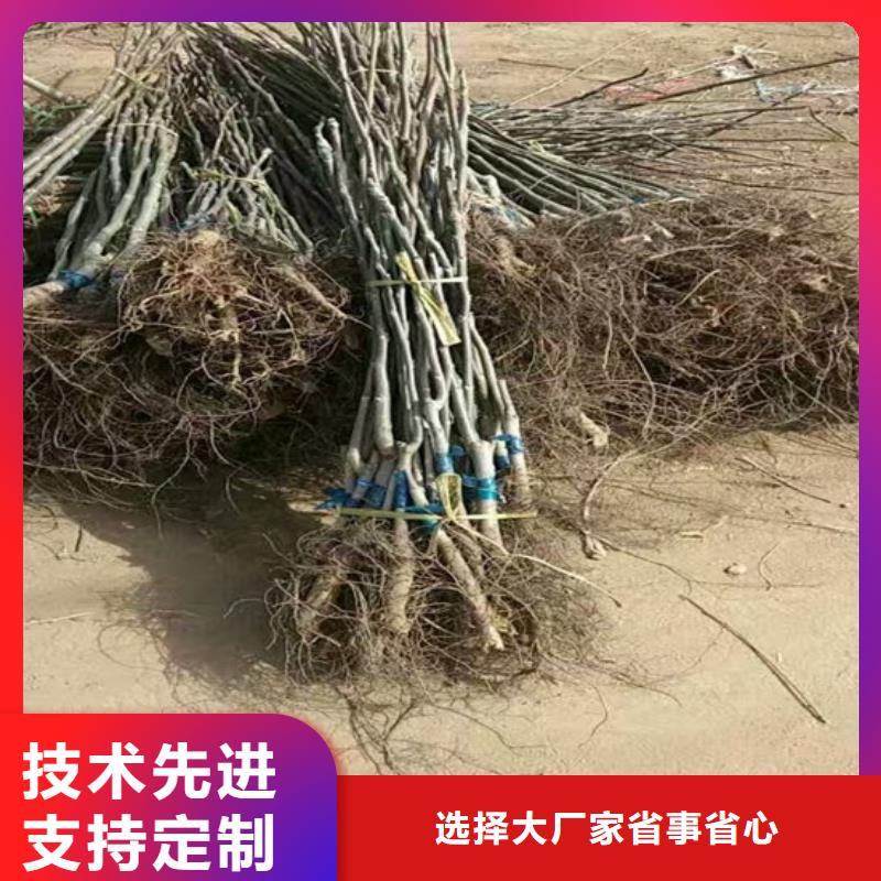 【核桃苗草莓苗价格定制销售售后为一体】