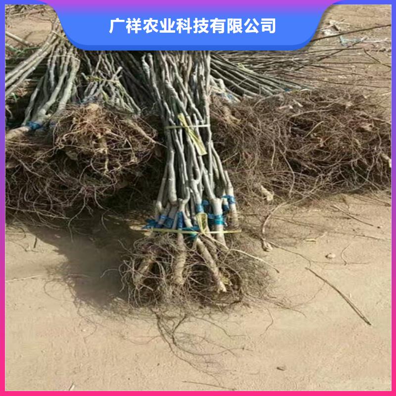 核桃苗软籽石榴树苗标准工艺