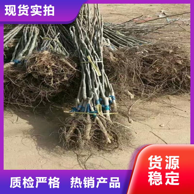 【核桃苗果树苗不只是质量好】