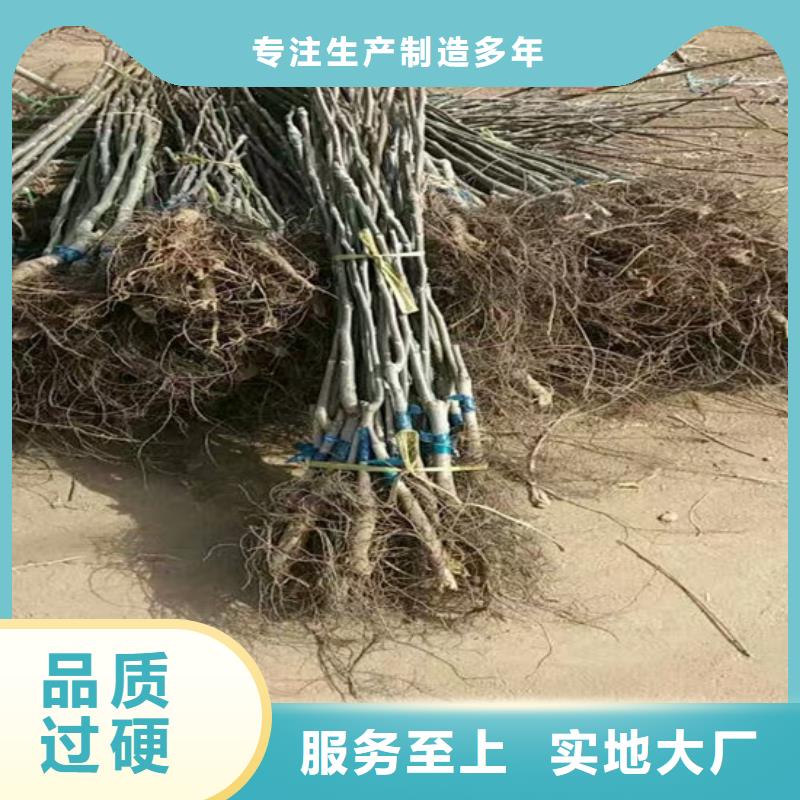 【核桃苗】火箭大樱桃树苗安心购