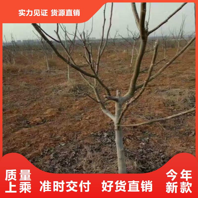 核桃苗,桃树苗基地欢迎来电咨询