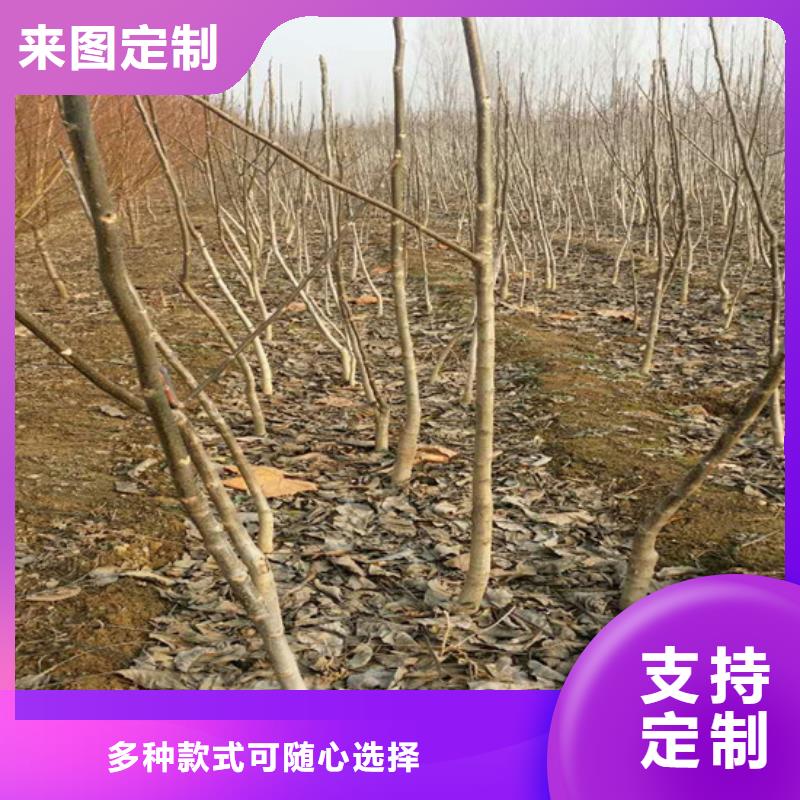 核桃苗桃树苗基地款式新颖