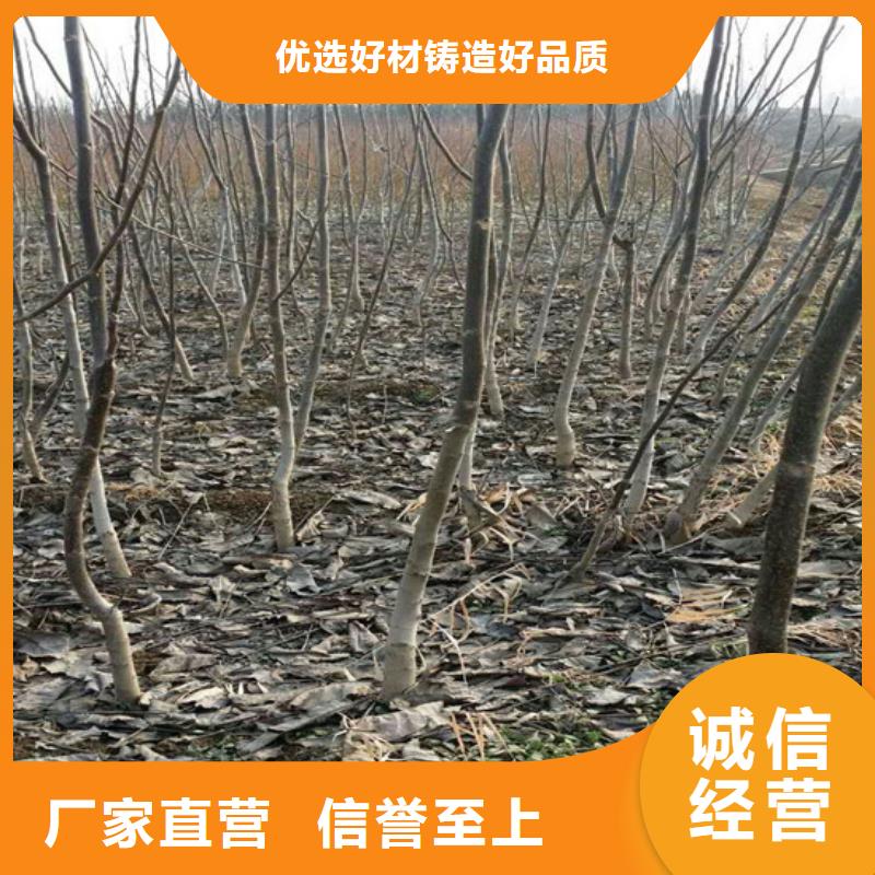 核桃苗苹果苗严格把关质量放心