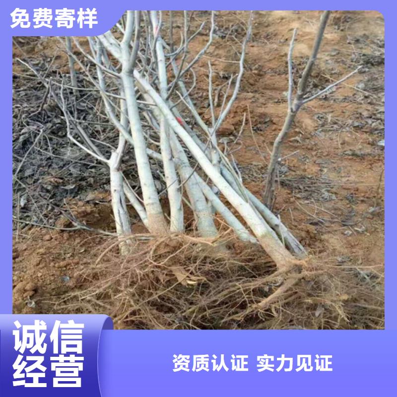 核桃苗黄桃树苗应用领域