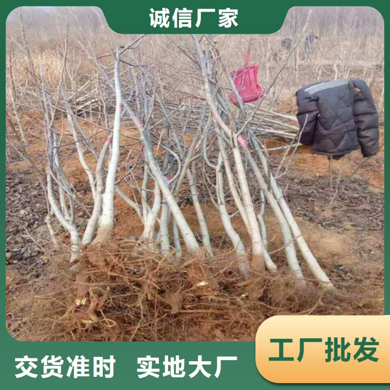 【核桃苗草莓苗价格定制销售售后为一体】