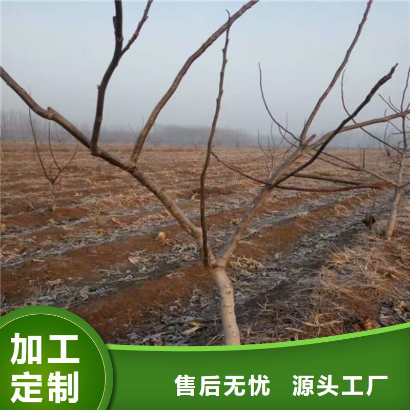 核桃苗【软籽石榴树苗】价格实惠工厂直供