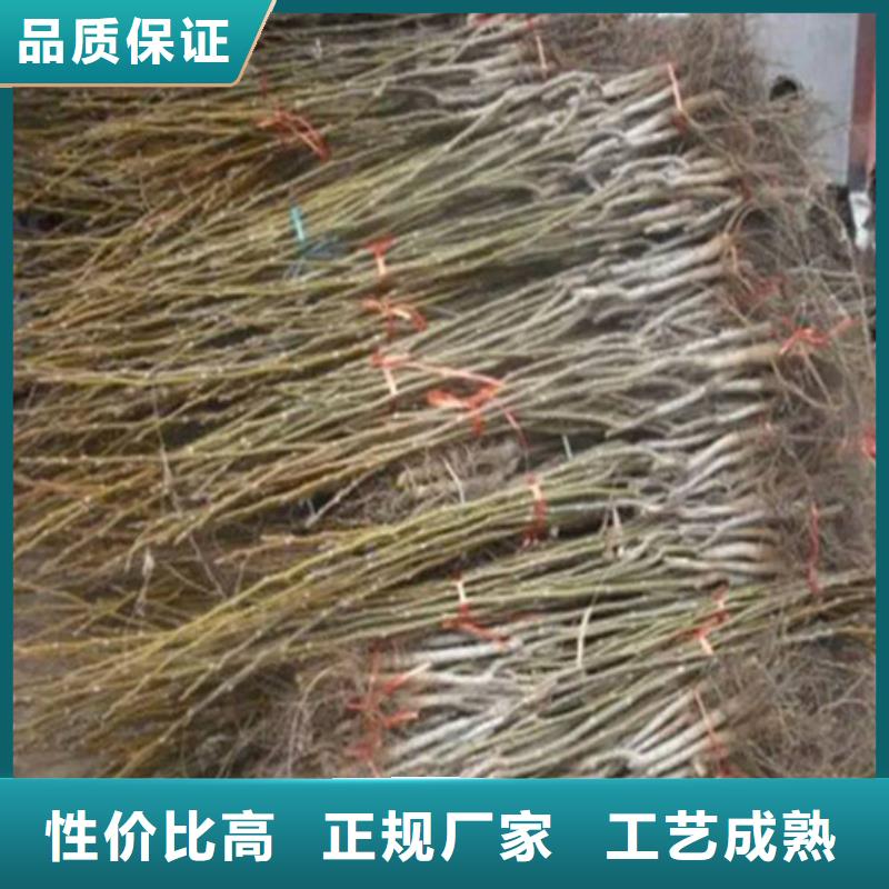 【核桃苗,大棚草莓苗品种全】