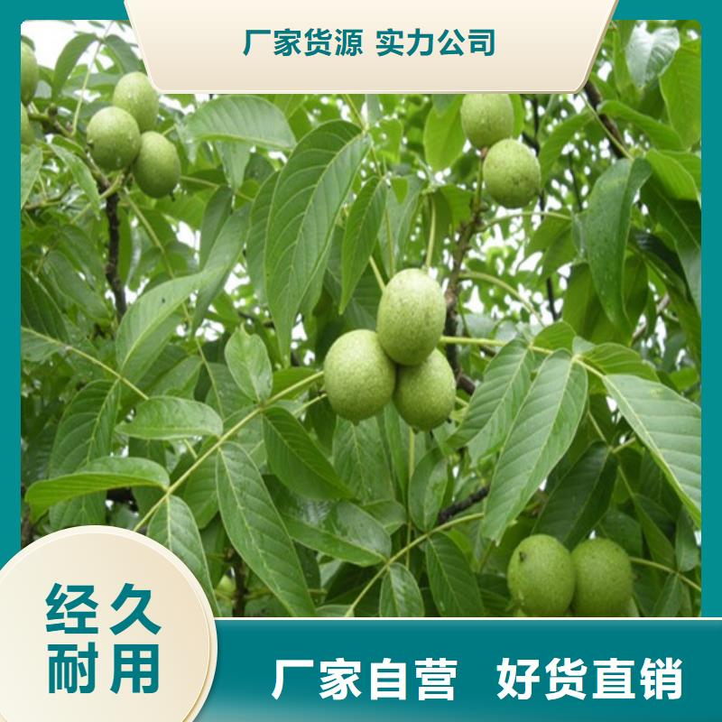 核桃苗,红颜草莓价格实惠