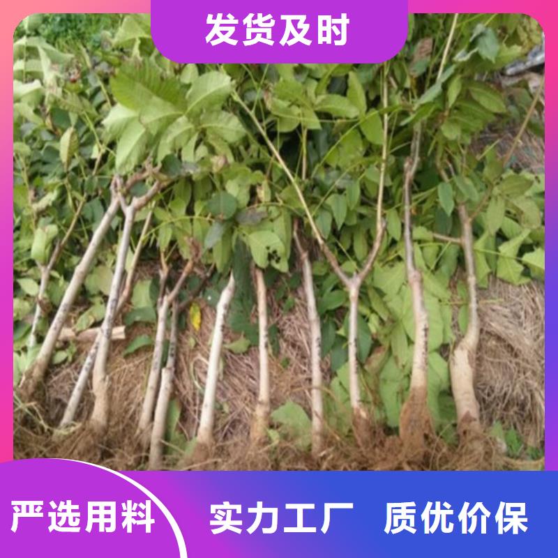 【核桃苗】_草莓苗价格自产自销