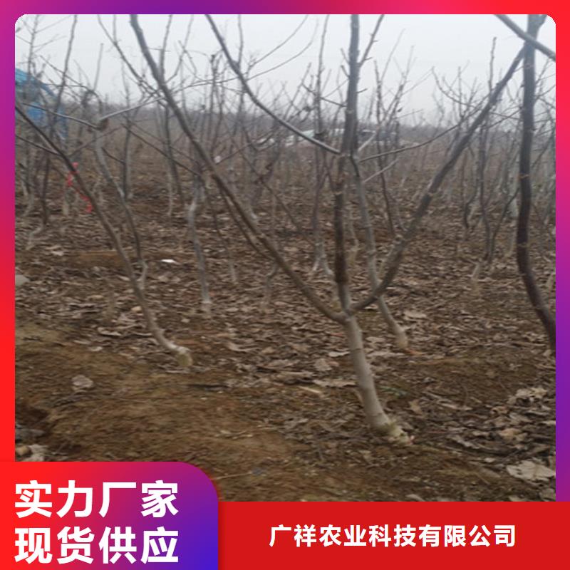 核桃苗草莓苗价格产地直销