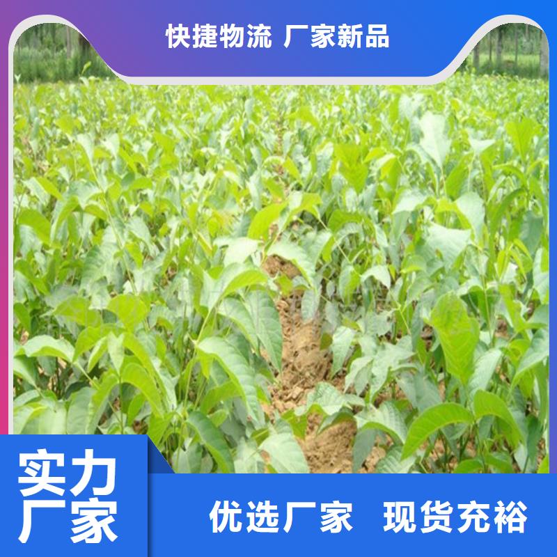 核桃苗,红颜草莓价格实惠