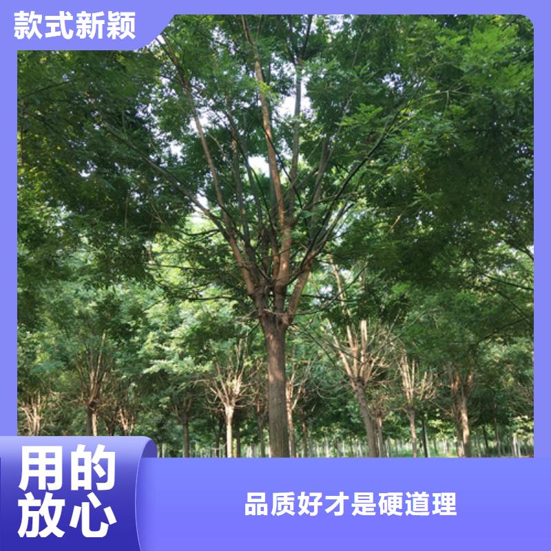 法桐_金叶白蜡联系厂家