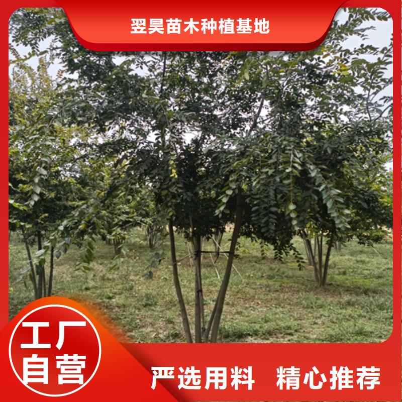 【法桐五角枫量少也做】