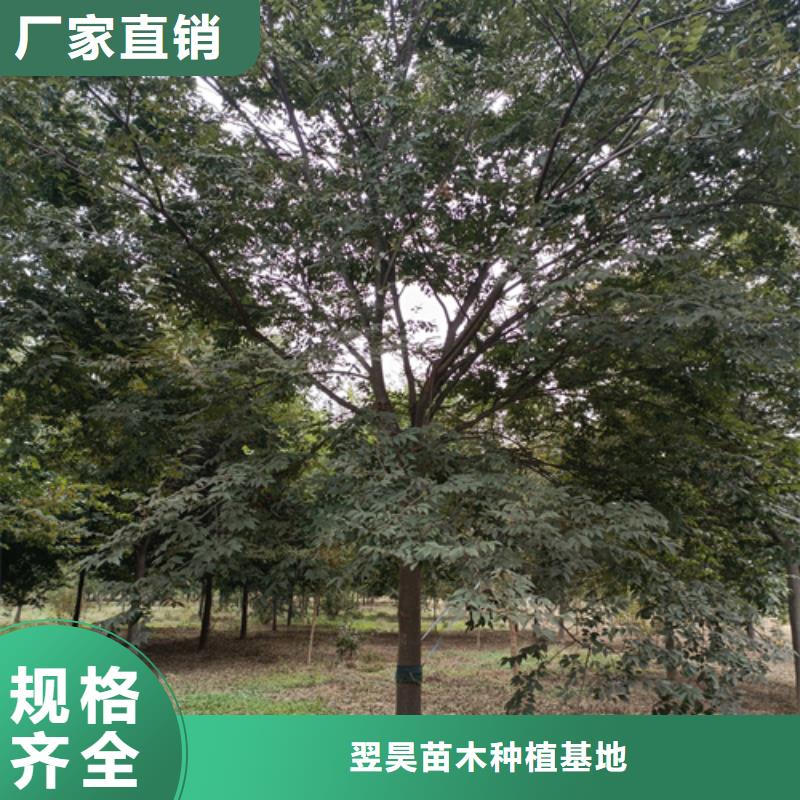 法桐黄金槐从厂家买售后有保障