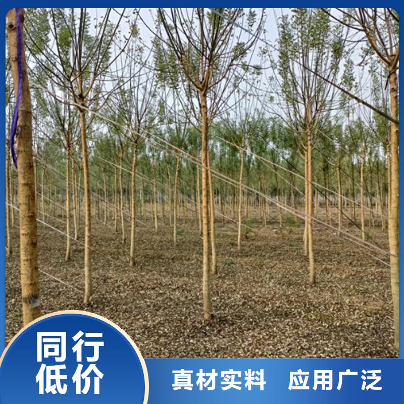 法桐美国红枫支持定制贴心售后