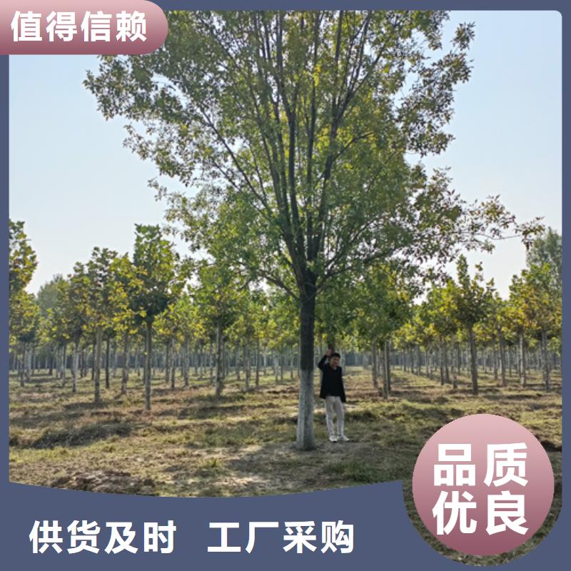 法桐_金叶槐真材实料加工定制