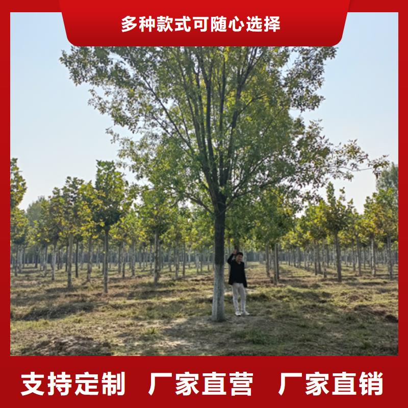 法桐质量上乘