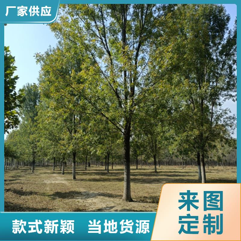 法桐国槐多种款式可随心选择