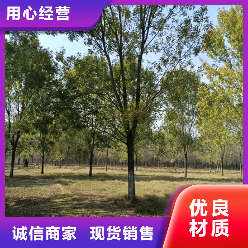 法桐白蜡打造行业品质