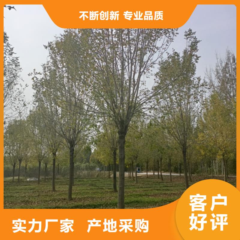 法桐金叶复叶槭量大从优