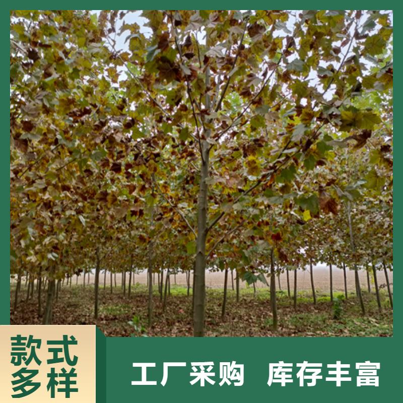 法桐_黄金槐符合行业标准