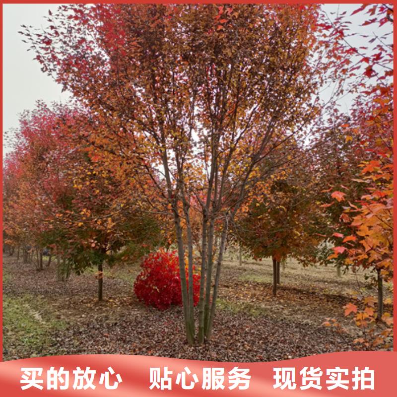 法桐国槐多种款式可随心选择