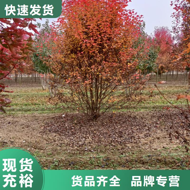 法桐金叶复叶槭量大从优