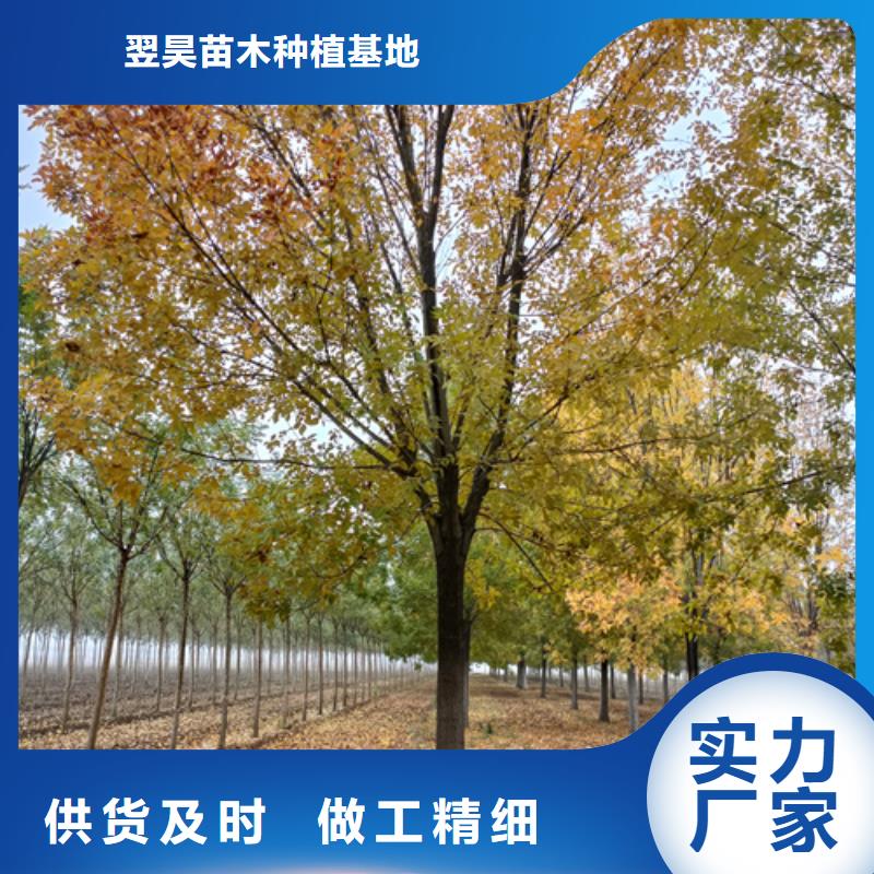 法桐_截杆发帽畅销本地