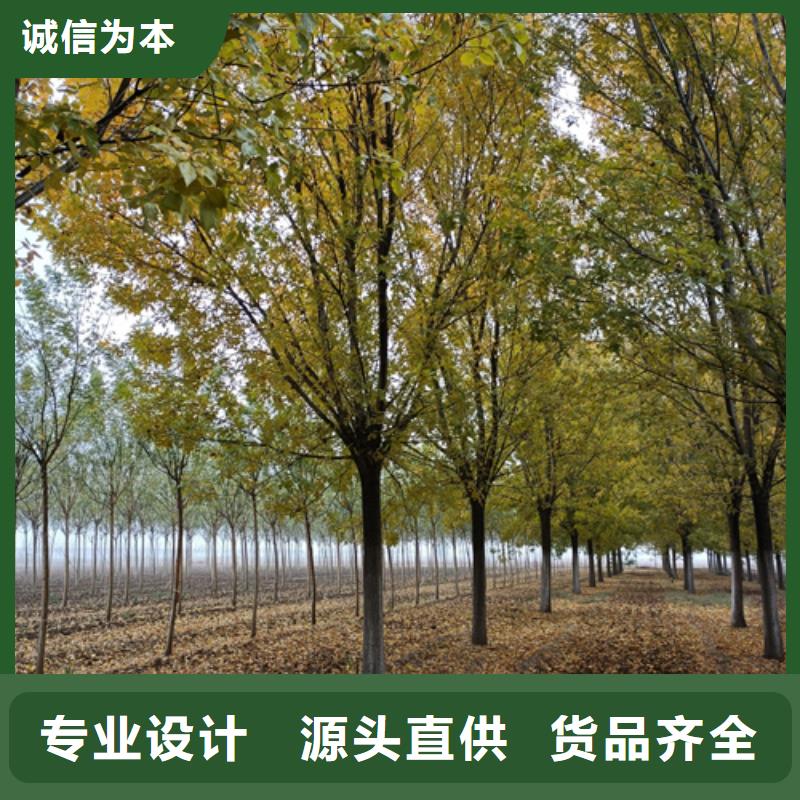 法桐,秋紫白蜡厂家精选