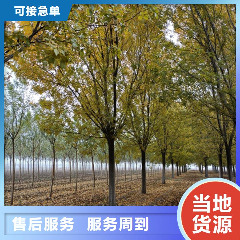 法桐截杆发帽工厂采购