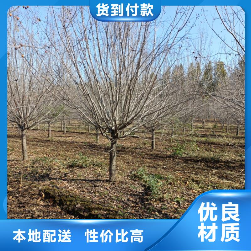 法桐_美国红枫质量上乘