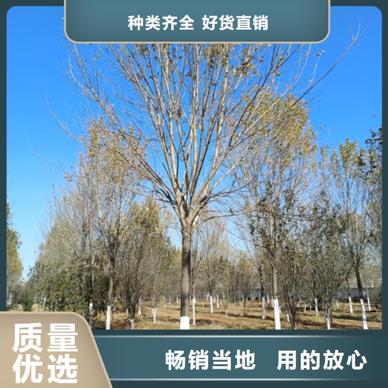 法桐,国槐厂家品控严格