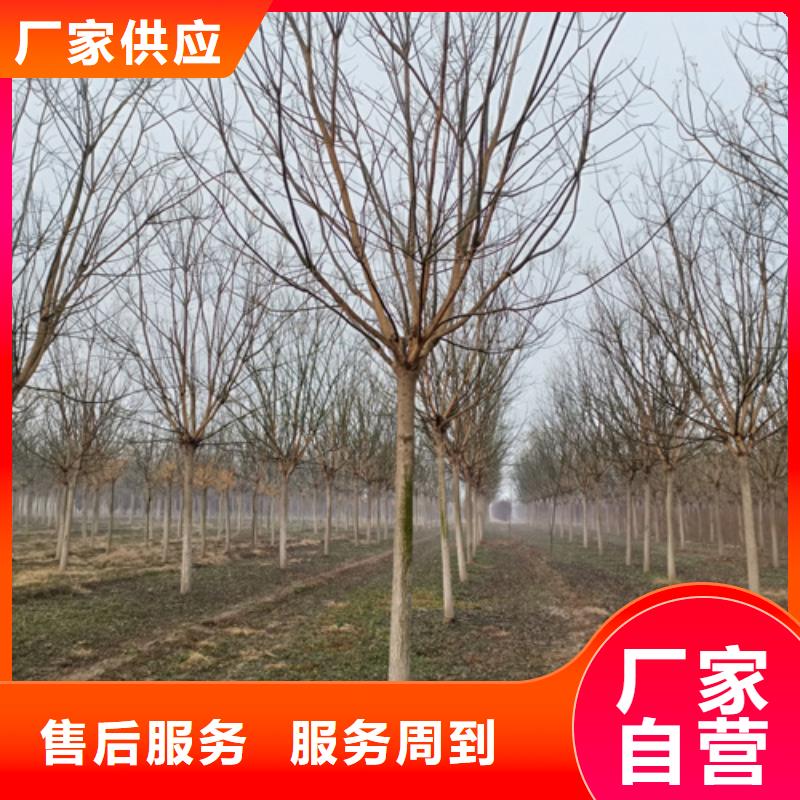 法桐厂家直发