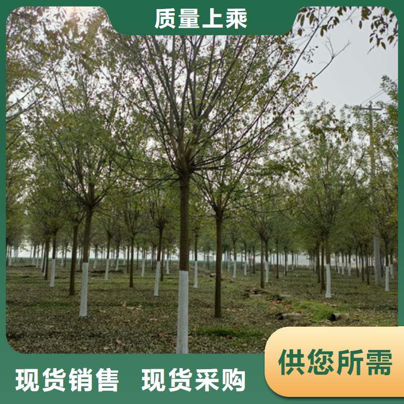 法桐,北京栾工厂价格