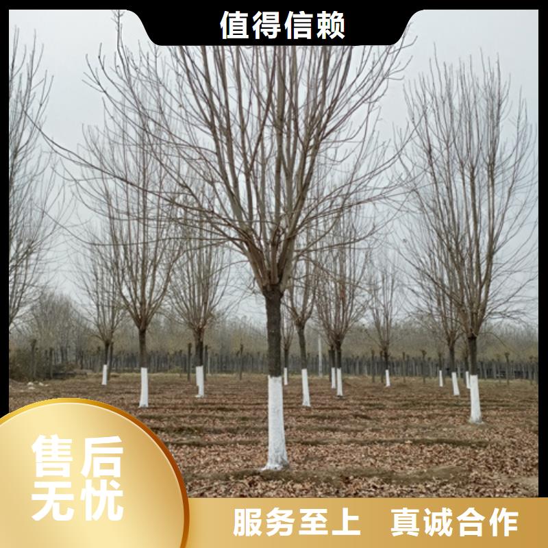 法桐北京栾把实惠留给您