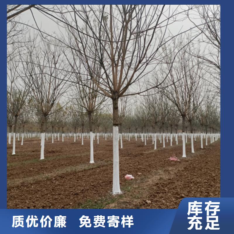 法桐质量可靠