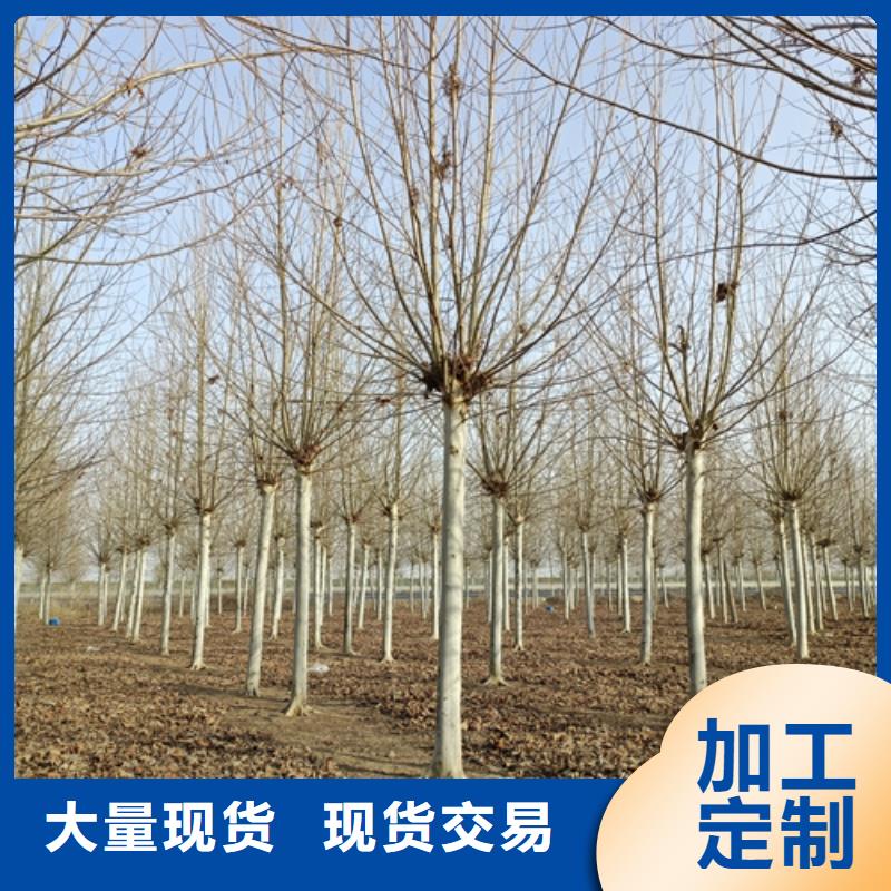 法桐美国红枫专注质量