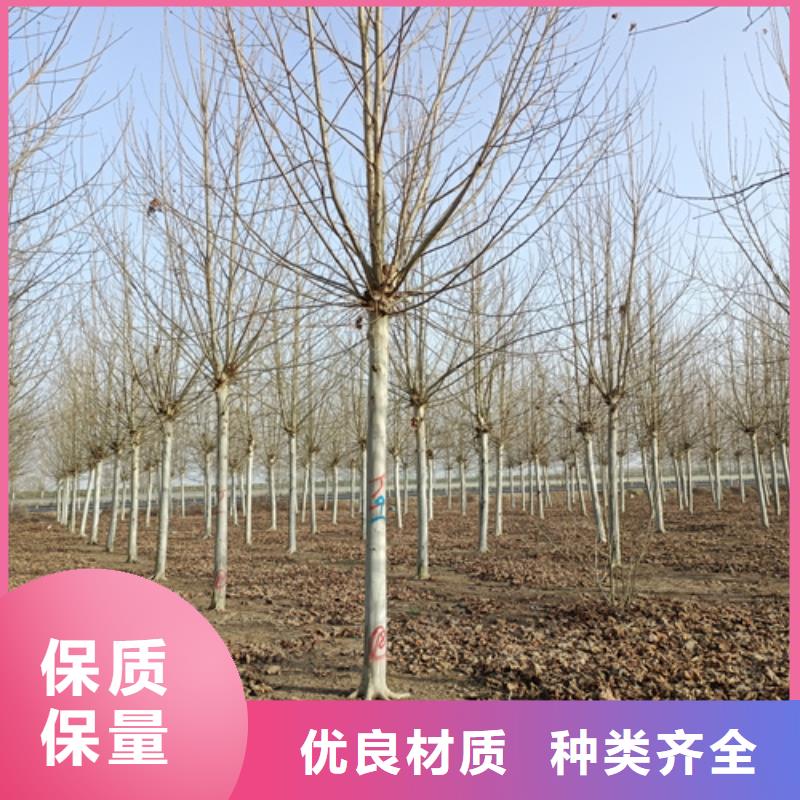 法桐截杆发帽工厂采购