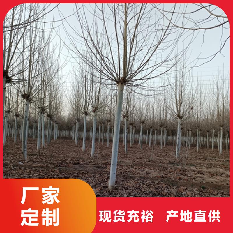 白蜡视频-白蜡-翌昊苗木种植基地(贵港市分公司)服务区域港南|桂平|梧州|北海|南宁|钦州|玉林|崇左
